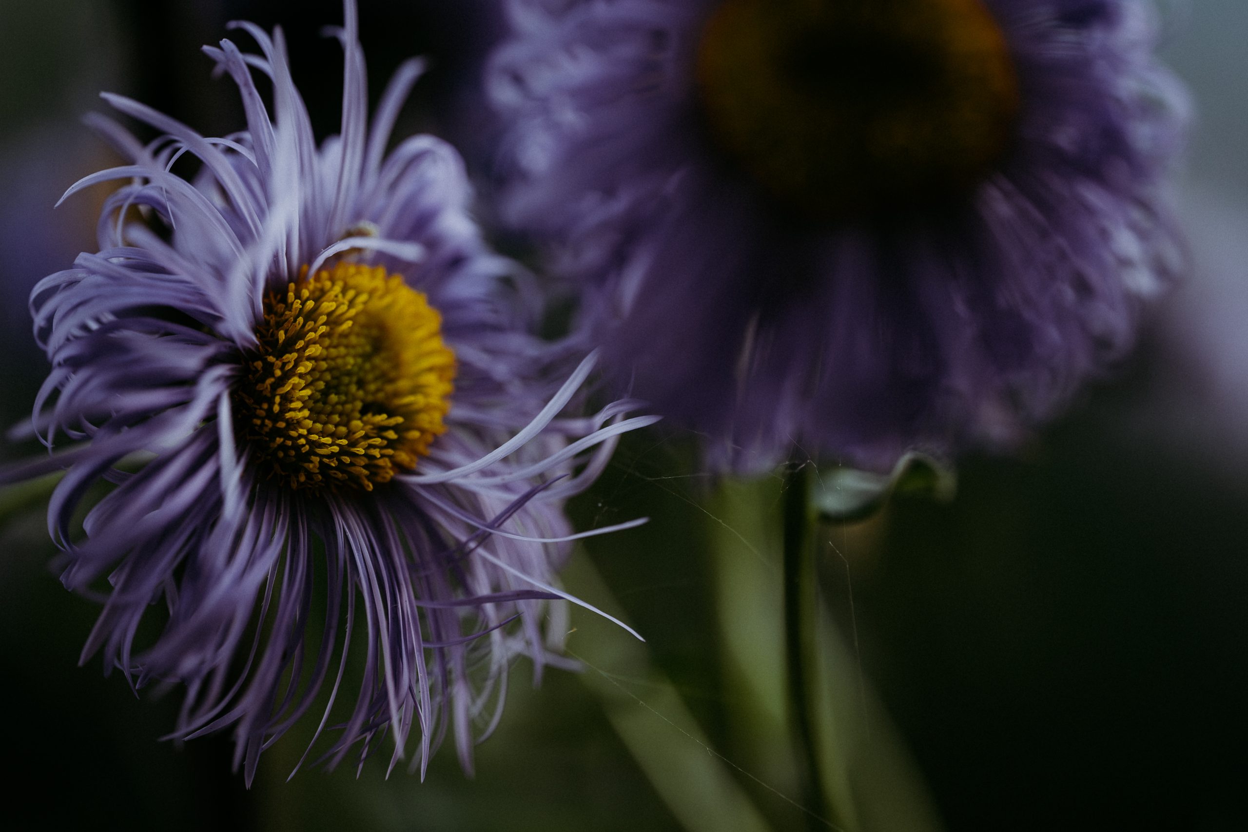 Sesja fotograficzna w naturalnym świetle